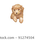 一個可愛的玩具貴賓犬背景材料，你可以在這裡看到你的前腿 91274504