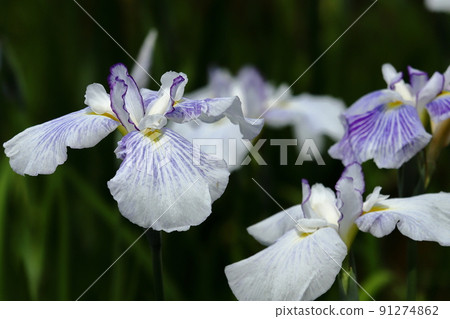 Yokosuka Sho Bubu garden flower bowl 91274862