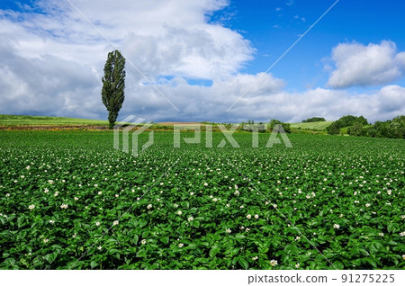 Potato field with poplar trees and flowers (Kamifurano, Hokkaido) Potato field with poplar trees and flowers (Kamifurano, Hokkaido) 91275225