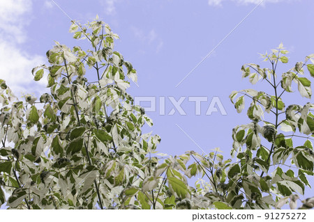 Sycamore maple [tip] 91275272