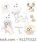修剪西施犬、玩具貴賓犬、約克夏犬的狗 91275322
