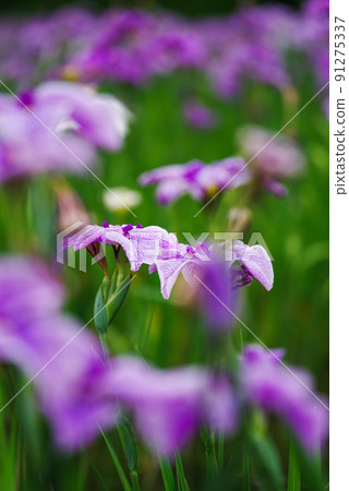 花菖蒲[赤堀花菖蒲園] 91275337