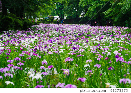 花菖蒲[赤堀花菖蒲園] 91275373