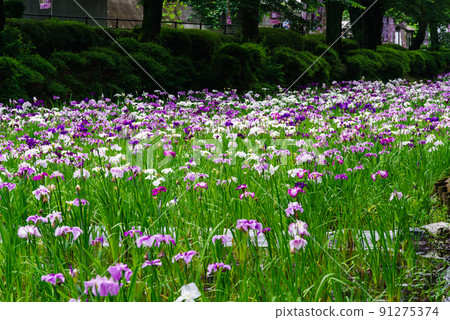 花菖蒲[赤堀花菖蒲園] 91275374