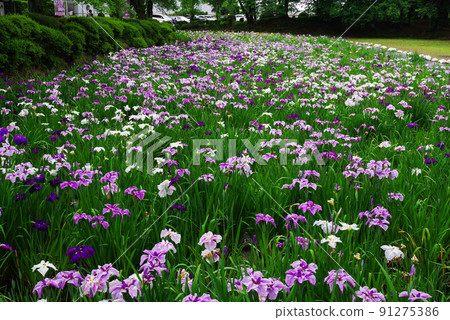 花菖蒲[赤堀花菖蒲園] 91275386