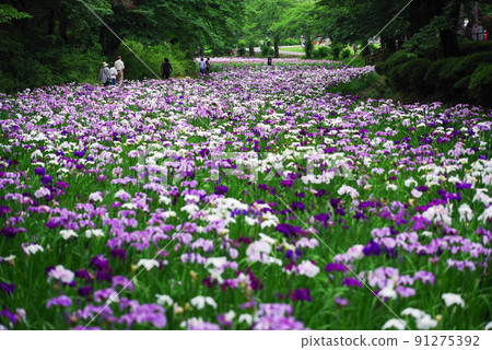 Flower iris [Akabori flower iris garden] 91275392