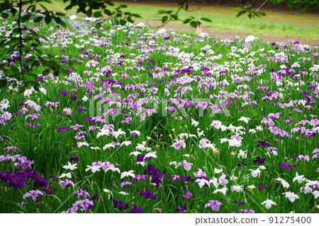 Flower iris [Akabori flower iris garden] 91275400
