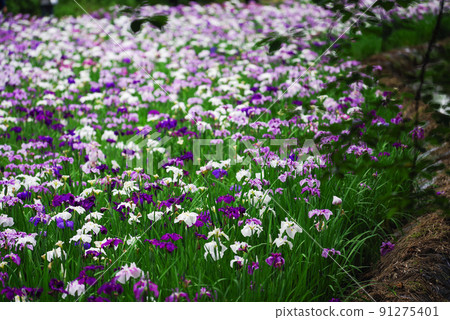 花菖蒲[赤堀花菖蒲園] 91275401