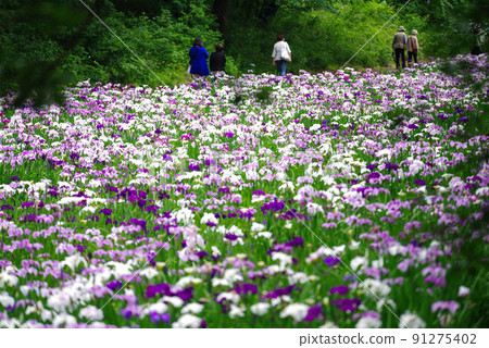Flower iris [Akabori flower iris garden] 91275402