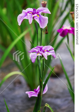 Flower iris [Akabori flower iris garden] 91275425