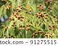 Acorn tree 91275515