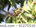 Acorn tree 91275516