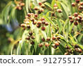 Acorn tree 91275517