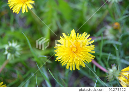 [Iizuna Town, Nagano Prefecture] Dandelions blooming in Tankasato 91275522