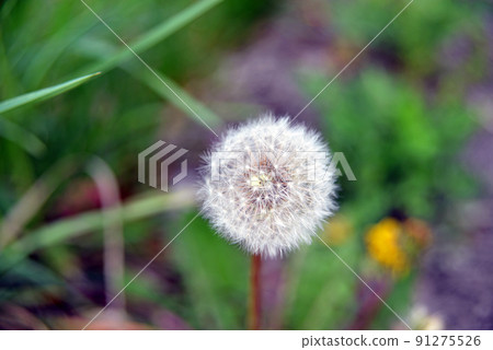 [長野縣飯綱町] 蒲公英種子在短後鄉開花 91275526