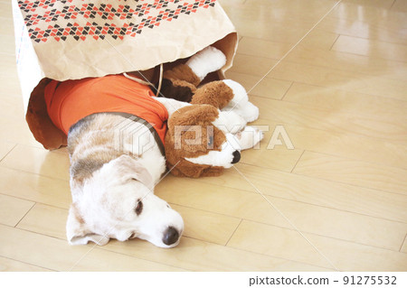 Good friends sleeping stuffed animals and beagle dogs Good friends sleeping stuffed animals and beagle dogs 91275532
