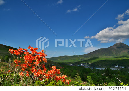 Ranged azalea 91275554