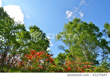 杜鵑花 杜鵑花 91275647