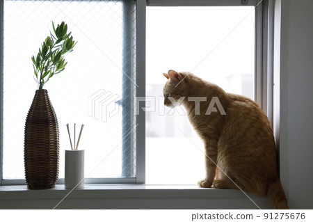 貓的日常生活 91275676