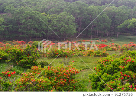 杜鵑花盛開的赤城白樺牧場 91275736