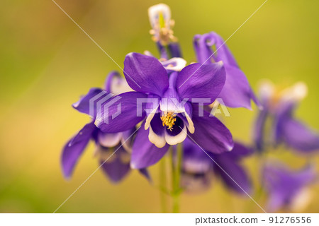 Blue Aquilegia flowers in a meadow in the mountains Blue Aquilegia flowers in a meadow in the mountains 91276556