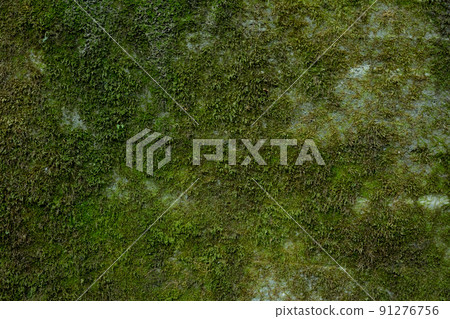 牆上的苔蘚圖案 91276756