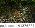 石垣紅花盛開的風景 91276775
