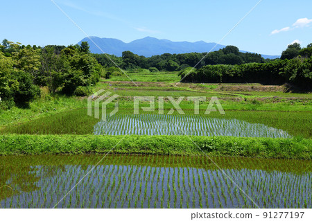 Akagiyama and rice fields Akagiyama and rice fields 91277197