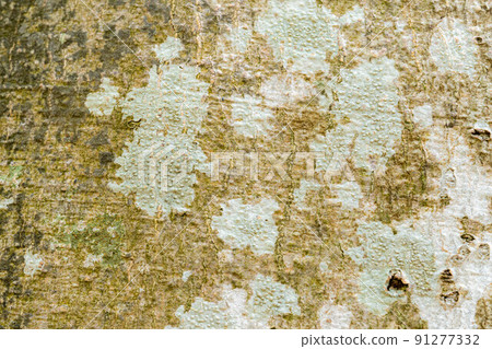 [Natural material] Beech tree bark [Nagano Prefecture] 91277332
