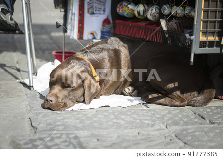 Italy Florence Snap Overseas Travel Study Abroad 91277385