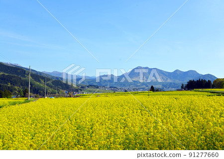 [長野縣飯山市]飯山油菜花節油菜花公園 91277660