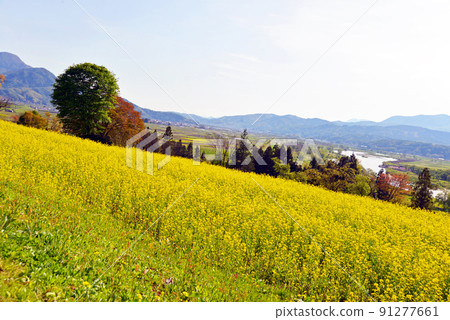 [長野縣飯山市]飯山油菜花節油菜花公園和千曲川 91277661