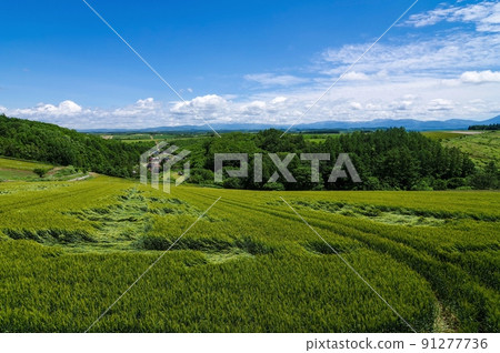 Wheat field from Sanai no Oka Observatory Park (Biei Town, Hokkaido) 91277736