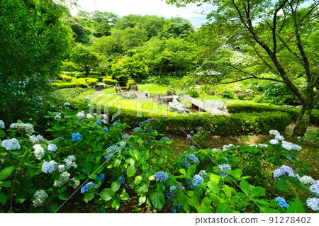 Hydrangea Park R4 early summer 91278402