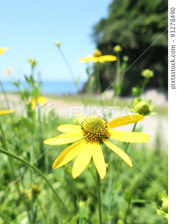 藍天和黃色花 藍天和黃色花 91278490