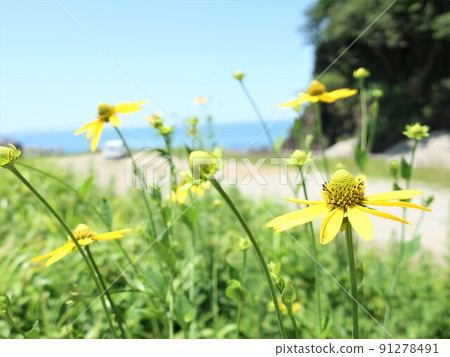 Blue sky and yellow flowers 91278491