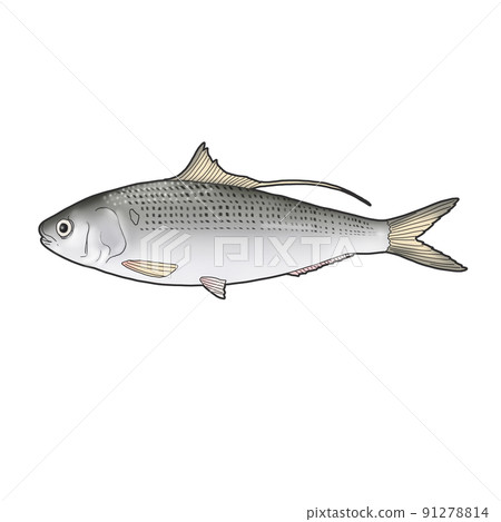 魚圖 魚圖 91278814