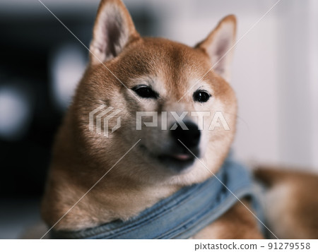 Shiba Inu Shiba Inu 91279558