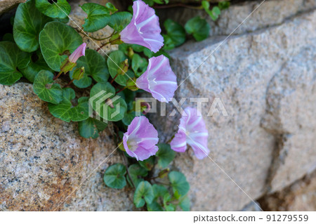 Sea of Japan Spring Bindweed 91279559