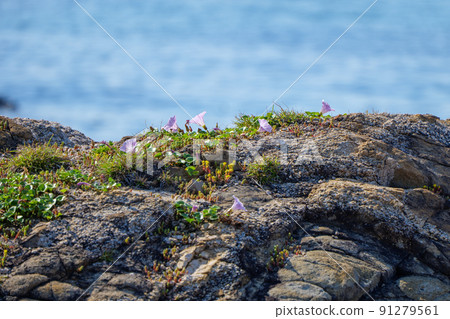 Sea of Japan Spring Bindweed Sea of Japan Spring Bindweed 91279561