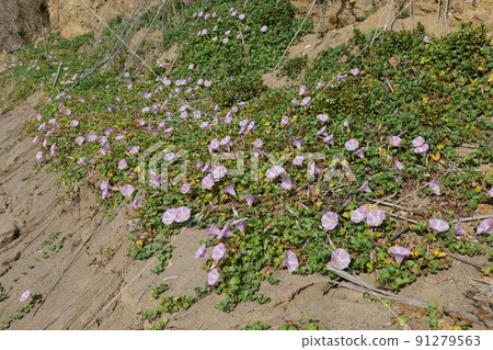 Sea of Japan Spring Bindweed 91279563