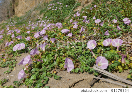 Sea of Japan Spring Bindweed Sea of Japan Spring Bindweed 91279564
