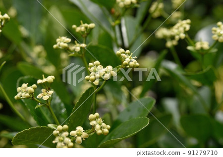 Masaki的花 Masaki的花 91279710