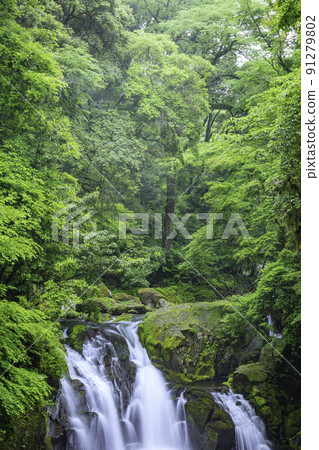 Kikuchi Gorge with beautiful fresh green in early summer Kikuchi Gorge with beautiful fresh green in early summer 91279802