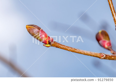 Close-up on acer platanoides Deborah. Detail branch with bud. Close-up on acer platanoides Deborah. Detail branch with bud. 91279850