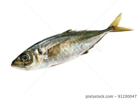 真竹莢魚_05(帶通) 真竹莢魚_05(帶通) 91280047
