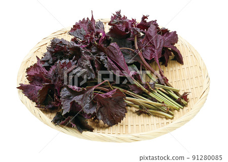 紅紫蘇_01(通過) 紅紫蘇_01(通過) 91280085