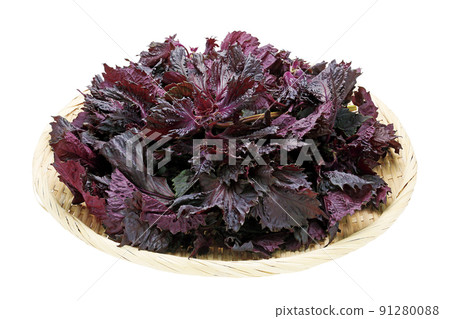 Red perilla _03 (with pass) Red perilla _03 (with pass) 91280088