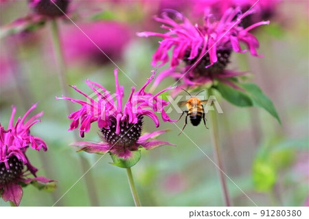 2021 The back view of a bee flying in search of the nectar of purple pine pearls that decorate the rural park of Hatoyama Town, which was selected as the happiest town in Japan. 2021 The back view of a bee flying in search of the nectar of purple pine pearls that decorate the rural park of Hatoyama Town, which was selected as the happiest town in Japan. 91280380