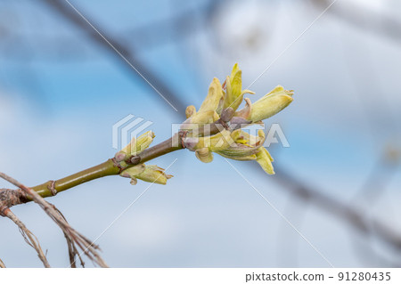 Twig and buds of Acer platanoides 91280435
